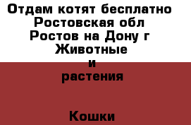 Отдам котят бесплатно - Ростовская обл., Ростов-на-Дону г. Животные и растения » Кошки   . Ростовская обл.,Ростов-на-Дону г.